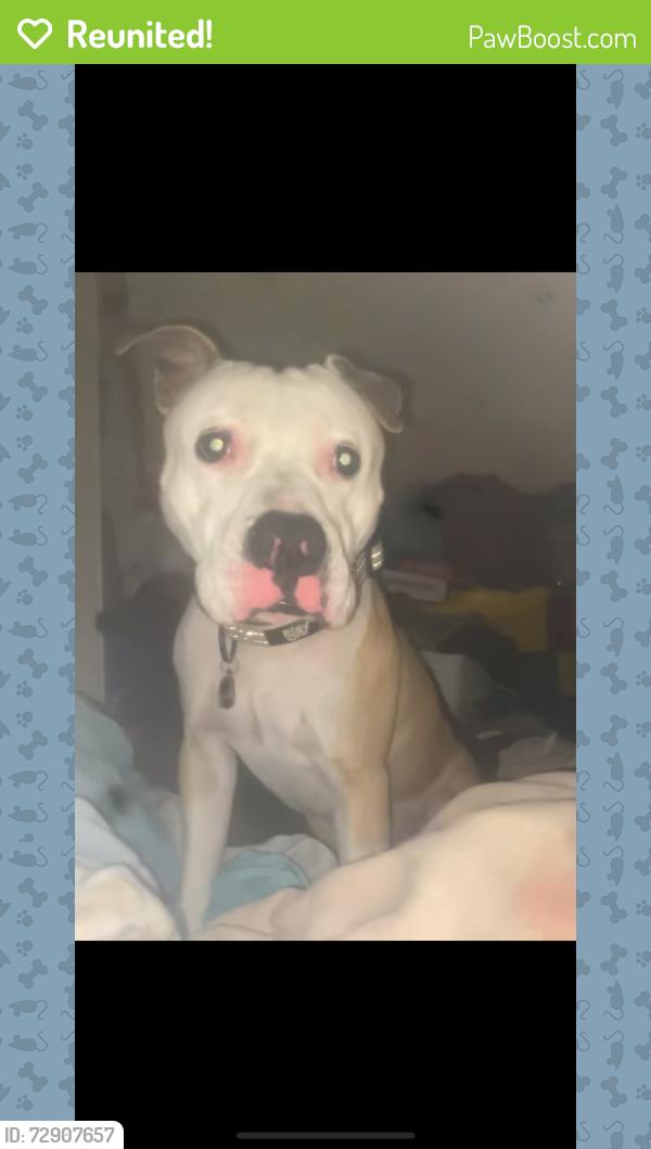 Reunited Male Dog last seen Maywood, IL, Maywood, IL 60153