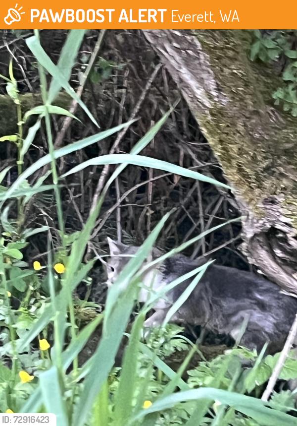 Found/Stray Unknown Cat last seen Behind Labor and Industry Department building, in the tall grass, Everett, WA 98204