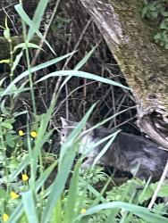 Found/Stray Unknown Cat last seen Behind Labor and Industry Department building, in the tall grass, Everett, WA 98204