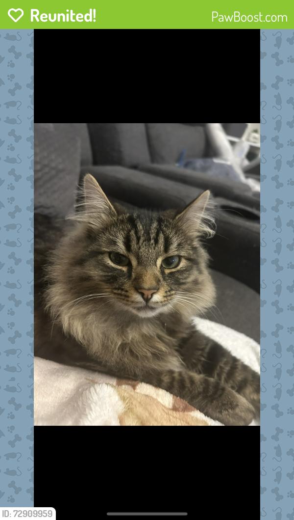 Reunited Male Cat last seen Sutton Court/Leicester Road,Broughton Astley, Leicestershire, England LE9