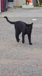 Found/Stray Male Cat last seen Between 16th and 18th on Linden Street 94607, Oakland, CA 94607