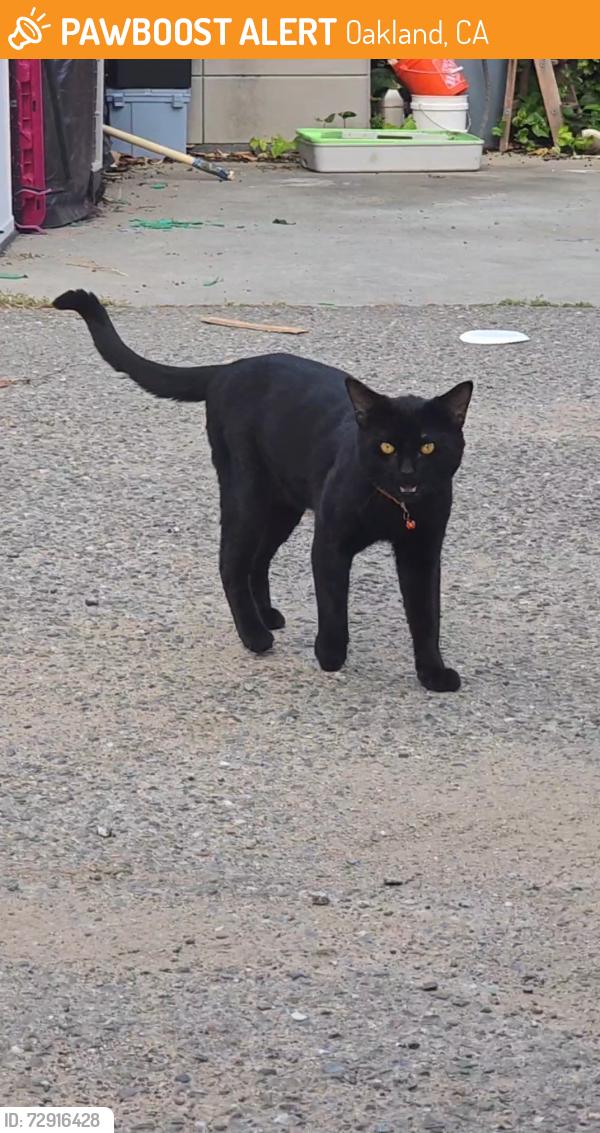 Found/Stray Male Cat last seen Between 16th and 18th on Linden Street 94607, Oakland, CA 94607