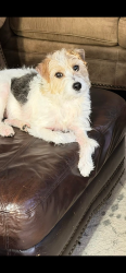 Lost Female Dog last seen Miller Agan Rd., Carroll County, GA 30179