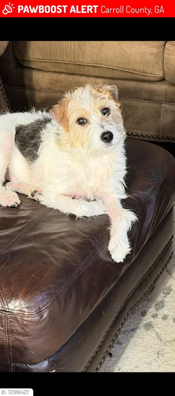 Lost Female Dog last seen Miller Agan Rd., Carroll County, GA 30179