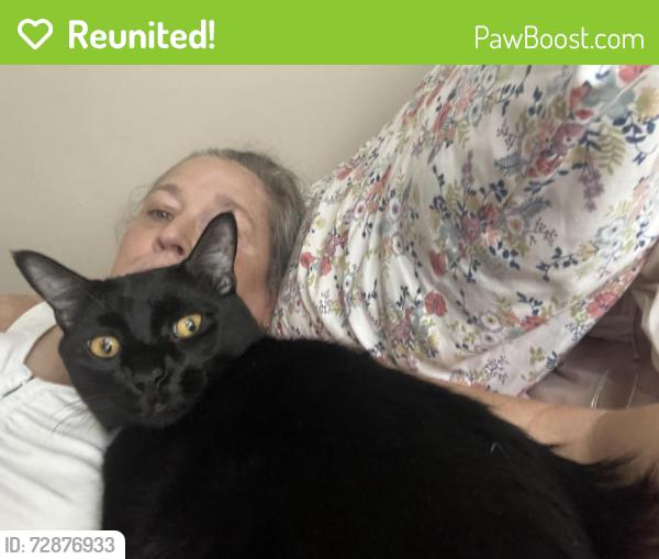 Reunited Male Cat last seen Lakes of Northdale, Apartments and Huxford Court where it meets Dawnview and the woods reserve, Tampa, FL 33624