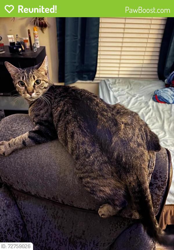 Reunited Female Cat last seen Near Winthrop Dr. , Spring Hill, FL 34609
