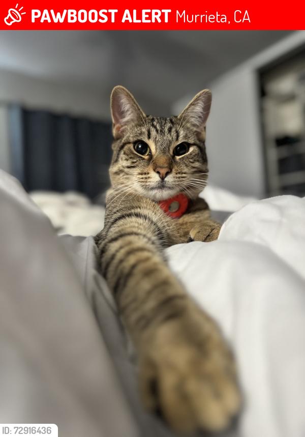 Lost Male Cat last seen Hancock , Murrieta, CA 92562