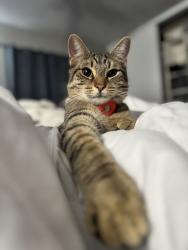 Lost Male Cat last seen Hancock , Murrieta, CA 92562