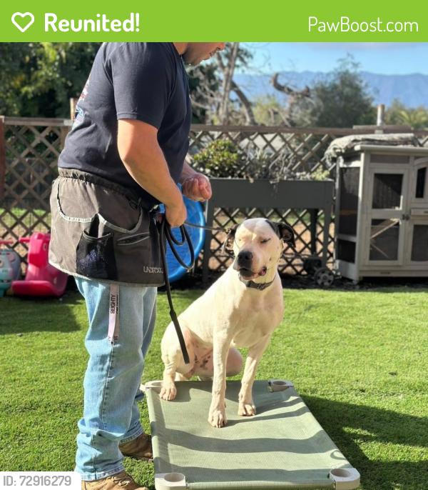 Reunited Female Dog last seen Near Rabbit Hill, Fallbrook, CA 92028