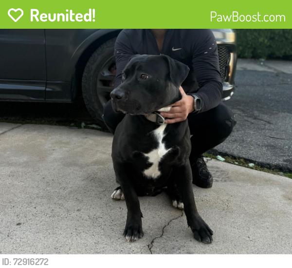 Reunited Male Dog last seen Rabbit Hill, Fallbrook, CA 92028