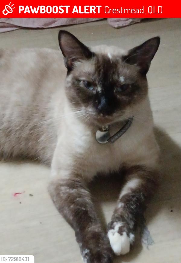 Lost Female Cat last seen Brabham park, Cavillon park, Julie St shops, Crestmead, QLD 4132