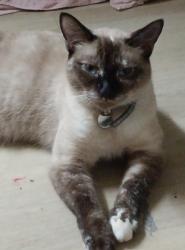 Lost Female Cat last seen Brabham park, Cavillon park, Julie St shops, Crestmead, QLD 4132