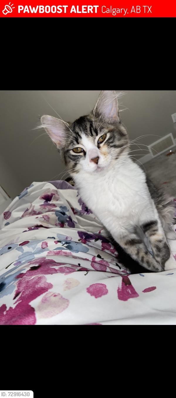 Lost Female Cat last seen Belvedere Common se, Calgary, AB T1X