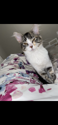 Lost Female Cat last seen Belvedere Common se, Calgary, AB T1X