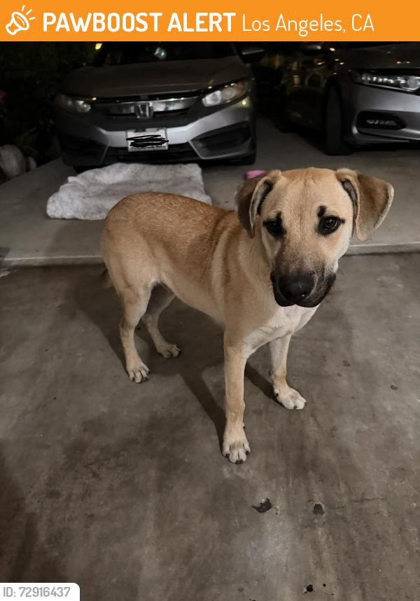 Found/Stray Male Dog last seen In front of McDonald’s , Los Angeles, CA 90003