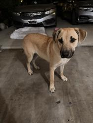 Found/Stray Male Dog last seen In front of McDonald’s , Los Angeles, CA 90003
