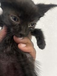 Shelter Stray Male Cat last seen MT VIEW AND HIGHLAND, San Bernardino, CA 92401