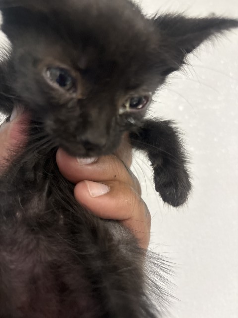 Shelter Stray Male Cat last seen MT VIEW AND HIGHLAND, San Bernardino, CA 92401