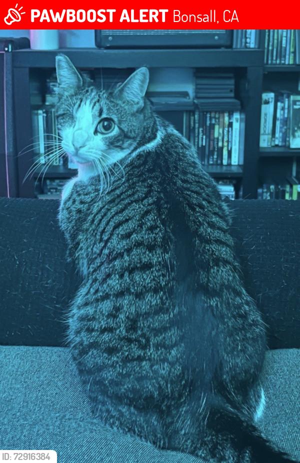 Lost Male Cat last seen Camino Del Rey, Bonsall, CA 92003