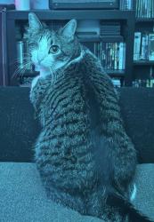 Lost Male Cat last seen Camino Del Rey, Bonsall, CA 92003
