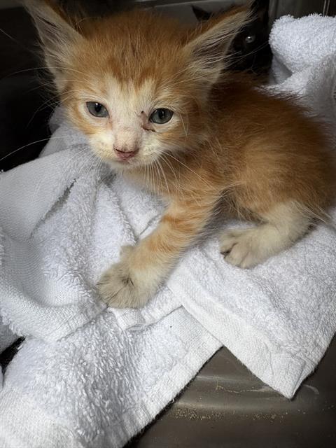 Shelter Stray Male Cat last seen E BROMPTON DR, Pearland, TX 77581