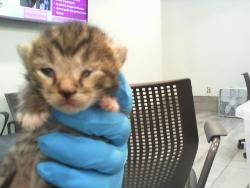 Shelter Stray Male Cat last seen CHARLOTTE, Charlotte, NC 28217