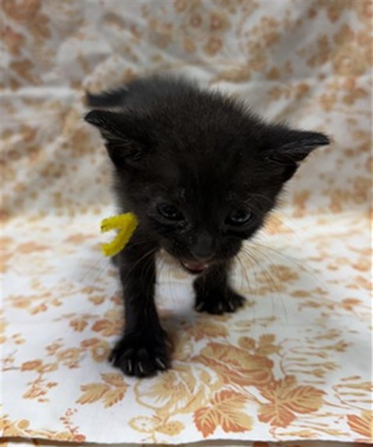 Shelter Stray Female Cat last seen RETURN, Jacksonville, FL 32204