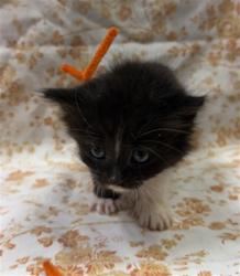 Shelter Stray Male Cat last seen RETURN, Jacksonville, FL 32204