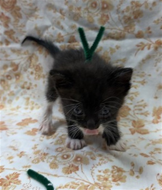 Shelter Stray Female Cat last seen RETURN, Jacksonville, FL 32204