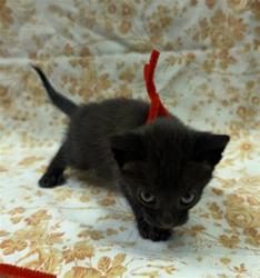 Shelter Stray Female Cat last seen REUTNR, Jacksonville, FL 32204