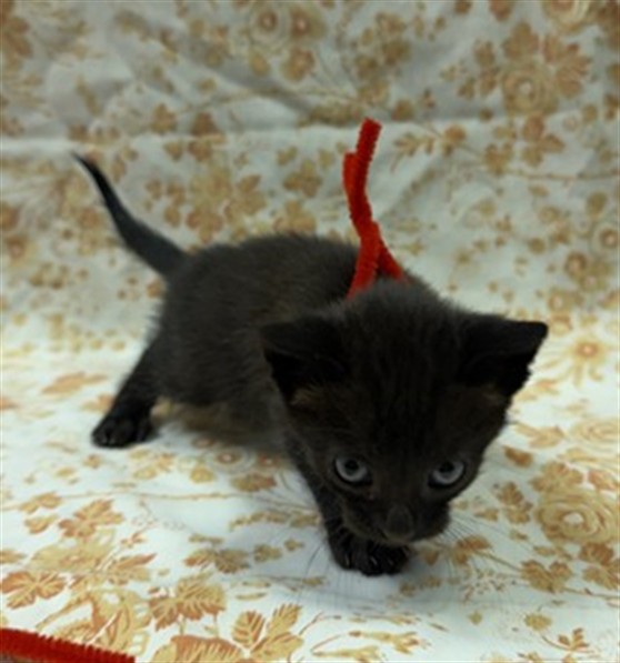 Shelter Stray Female Cat last seen REUTNR, Jacksonville, FL 32204