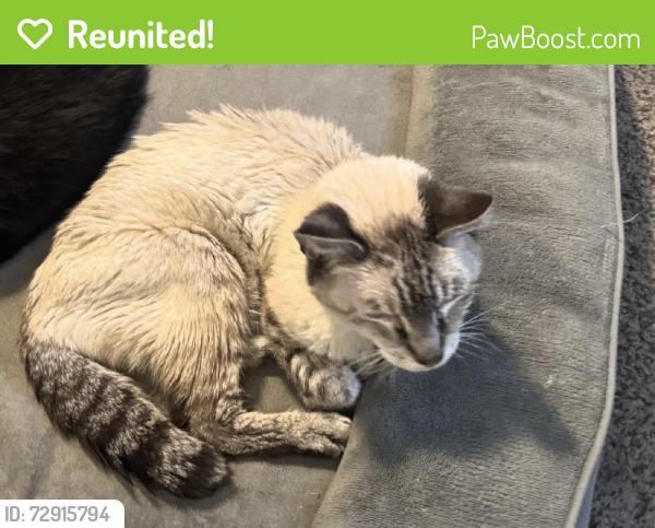 Reunited Male Cat last seen Near Trumpet Ln, Windsor, CO 80550, USA, Windsor, CO 80550