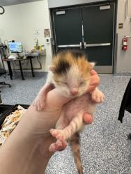 Shelter Stray Female Cat last seen Near BLOCK NAVAJO TRL, CATHEDRAL CITY CA 92234, Thousand Palms, CA 92276
