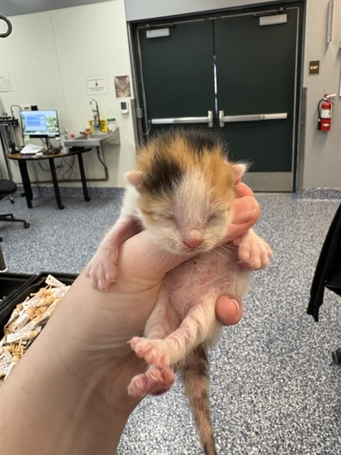 Shelter Stray Female Cat last seen Near BLOCK NAVAJO TRL, CATHEDRAL CITY CA 92234, Thousand Palms, CA 92276