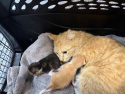 Shelter Stray Male Cat last seen Near BLOCK NAVAJO TRL, CATHEDRAL CITY CA 92234, Thousand Palms, CA 92276