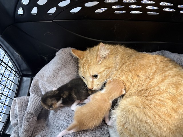 Shelter Stray Male Cat last seen Near BLOCK NAVAJO TRL, CATHEDRAL CITY CA 92234, Thousand Palms, CA 92276