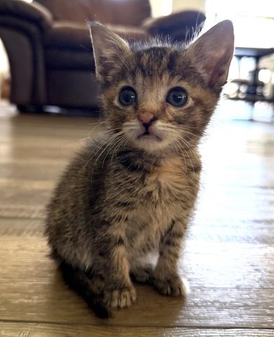 Shelter Stray Female Cat last seen Near BLOCK VIRGINIA AVE, BAKERSFIELD CA 93307, Bakersfield, CA 93308