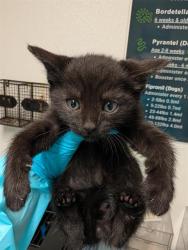 Shelter Stray Male Cat last seen Near BLOCK EARLENE AVE, BAKERSFIELD CA 93304, Bakersfield, CA 93308