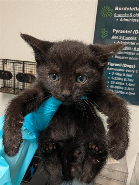 Shelter Stray Male Cat last seen Near BLOCK EARLENE AVE, BAKERSFIELD CA 93304, Bakersfield, CA 93308