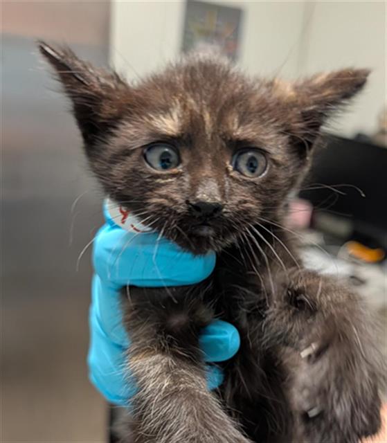 Shelter Stray Female Cat last seen Near BLOCK EARLENE AVE, BAKERSFIELD CA 93304, Bakersfield, CA 93308
