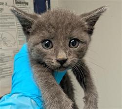 Shelter Stray Male Cat last seen Near BLOCK EARLENE AVE, BAKERSFIELD CA 93304, Bakersfield, CA 93308