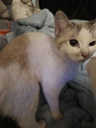 Reunited Female Cat last seen Sigler park , Westminster, CA 92683