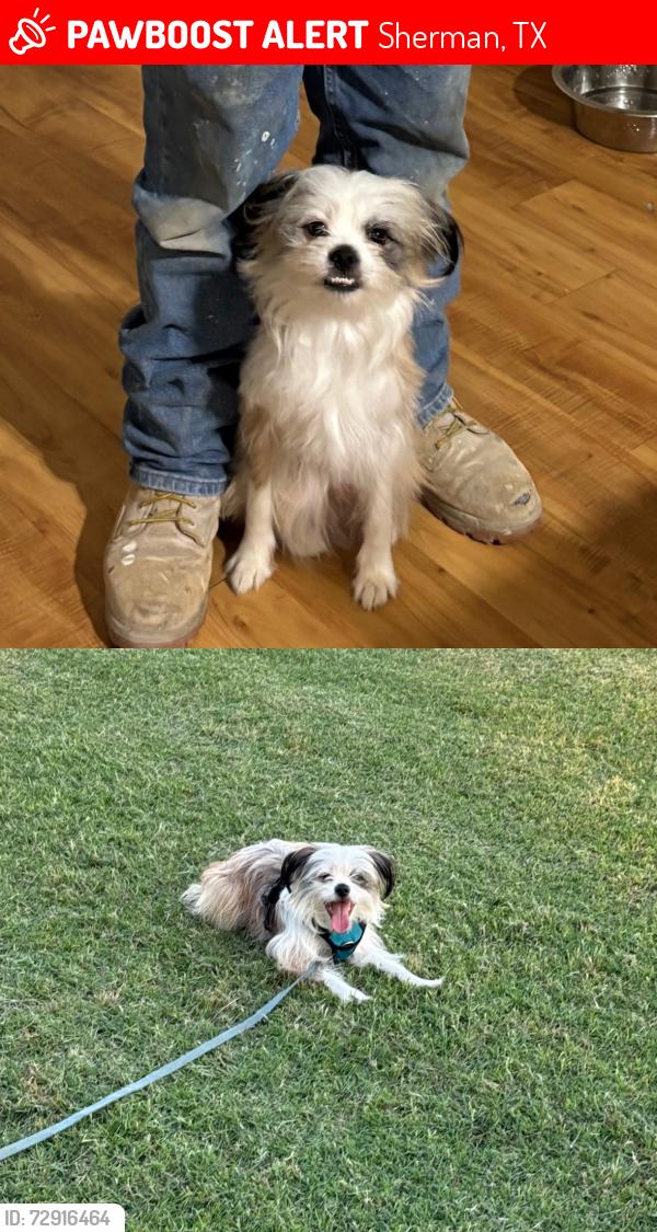 Lost Male Dog last seen N Travis street Sherman close to Albertsons , Sherman, TX 75090