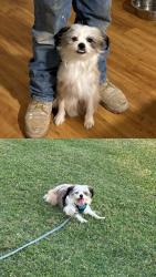 Lost Male Dog last seen N Travis street Sherman close to Albertsons , Sherman, TX 75090