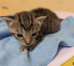 Shelter Stray Female Cat last seen RIZA AVE & STOCKTON BLVD, Sacramento, CA 95818