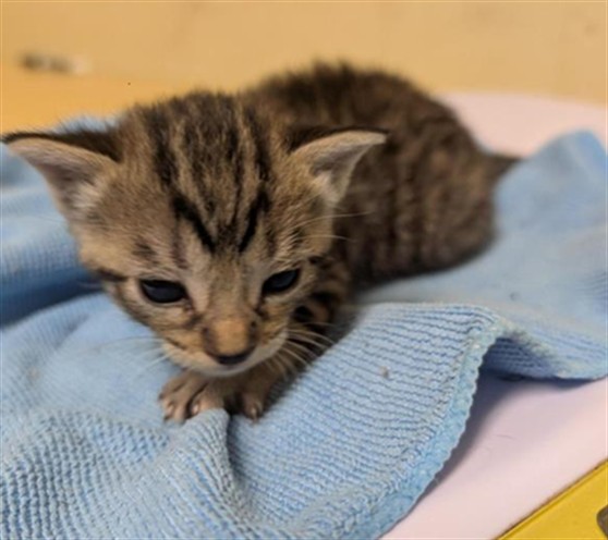 Shelter Stray Female Cat last seen RIZA AVE & STOCKTON BLVD, Sacramento, CA 95818