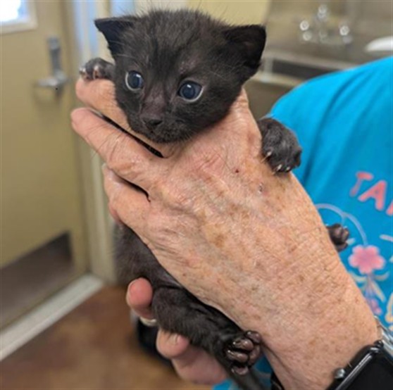 Shelter Stray Male Cat last seen RIZA AVE & STOCKTON BLVD, Sacramento, CA 95818