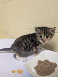Shelter Stray Female Cat last seen GRAND AVE & ALTOS AVE, Sacramento, CA 95818