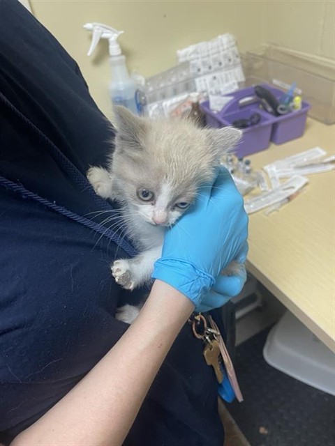 Shelter Stray Female Cat last seen DASCO WAY & REGENCY PARK CIR, Sacramento, CA 95818