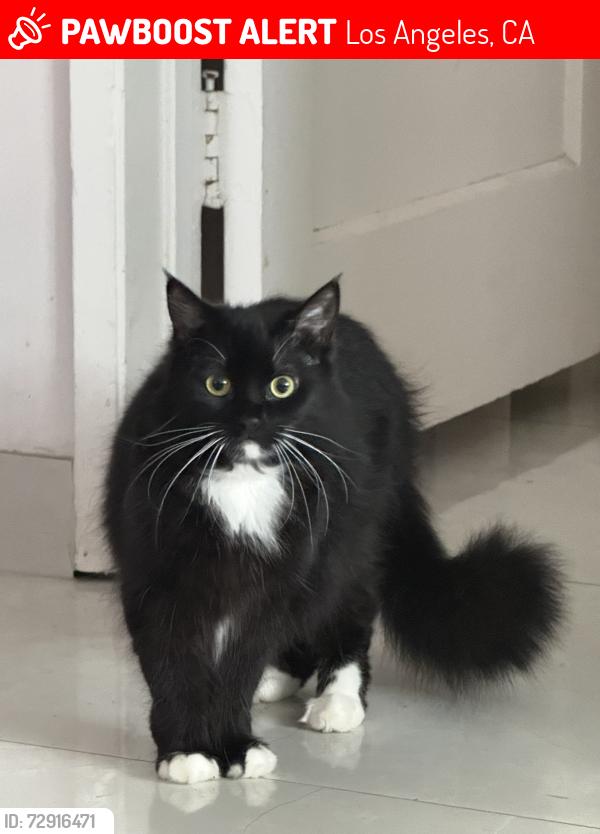 Lost Female Cat last seen Tampa & Sherman Way, Los Angeles, CA 91335